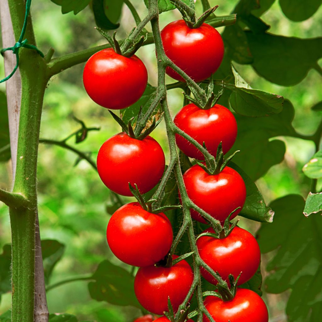 Solanum lycopersicum Gardener's Delight - Tomate-cerise, Pomme d'amour