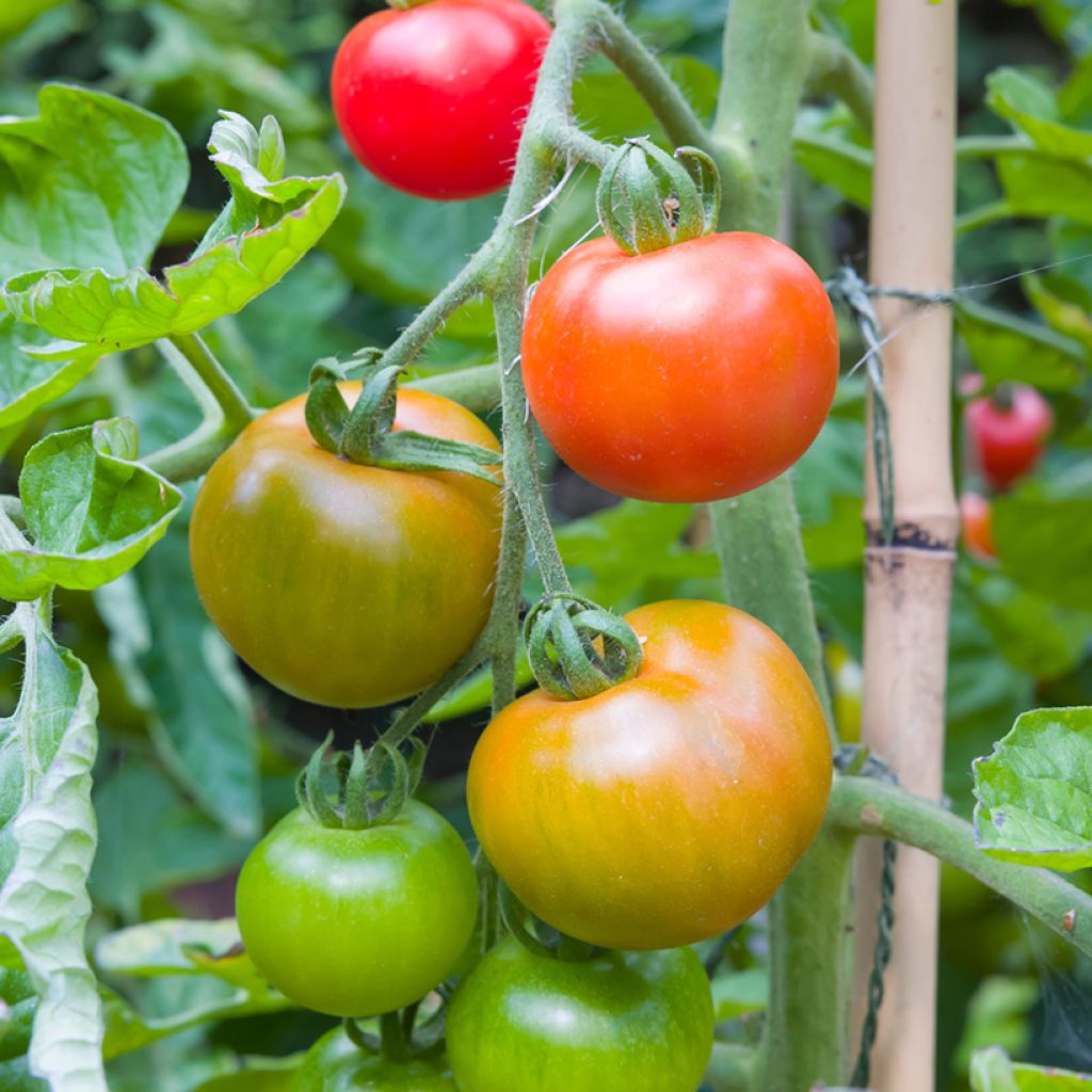 Solanum lycopersicum Money Maker - Tomate, Pomme d'amour