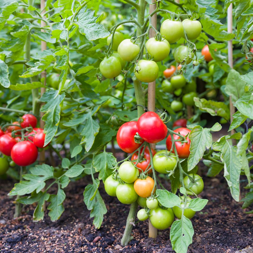 Solanum lycopersicum Money Maker - Tomate, Pomme d'amour