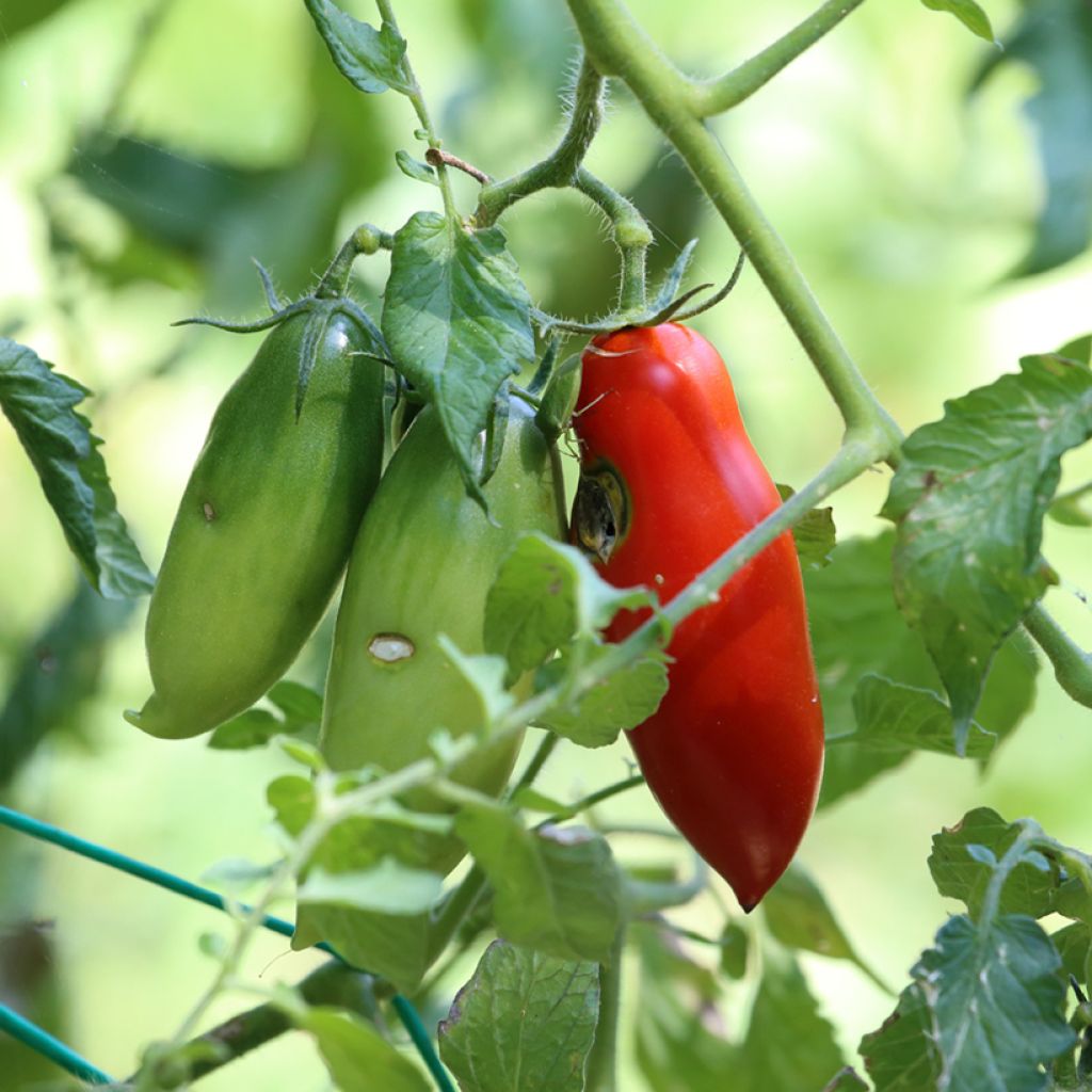 Solanum lycopersicum San Marzano 2 - Tomate, Pomme d'amour