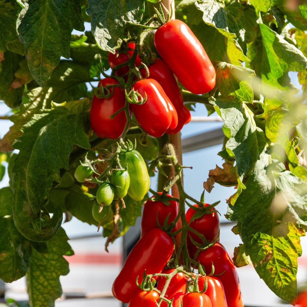 Solanum lycopersicum San Marzano 2 - Tomate, Pomme d'amour
