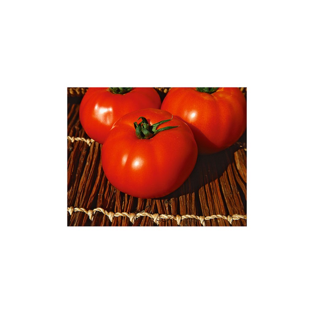 Tomate Virgilio
