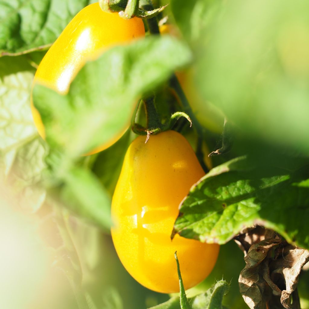Solanum lycopersicum Yellow Pearshaped (Poire Jaune) - Tomate-cerise, Pomme d'amour
