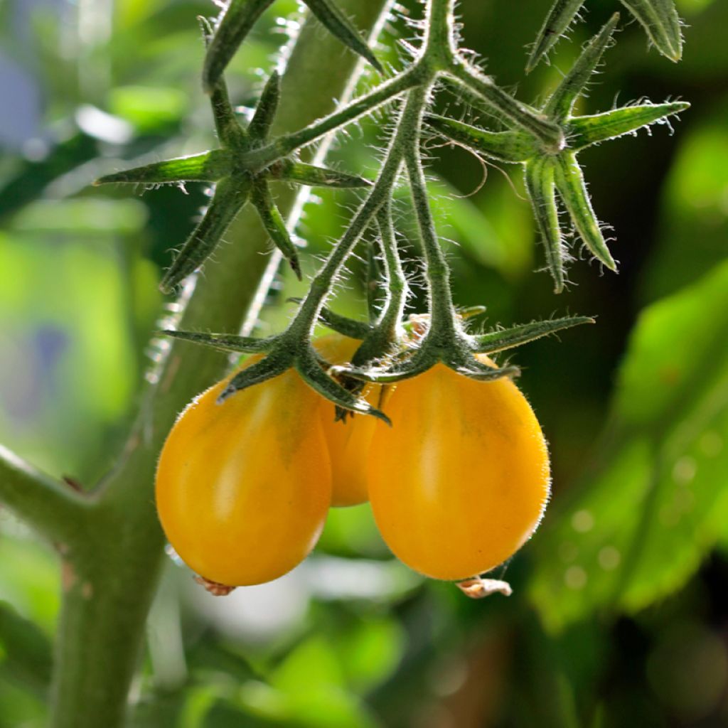Solanum lycopersicum Yellow Pearshaped (Poire Jaune) - Tomate-cerise, Pomme d'amour