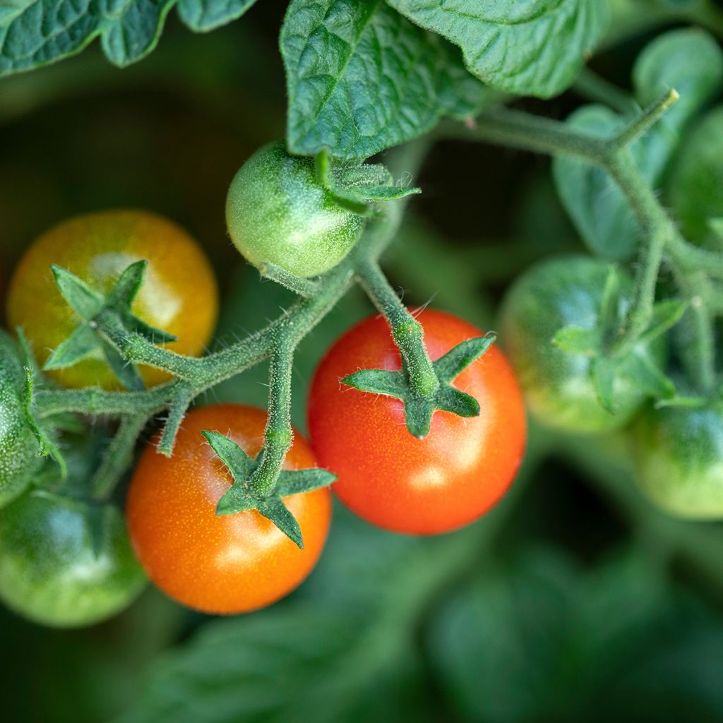 Tomate cherri