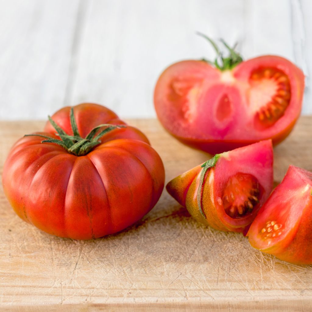Lycopersicum esculentum Faworyt - Tomate