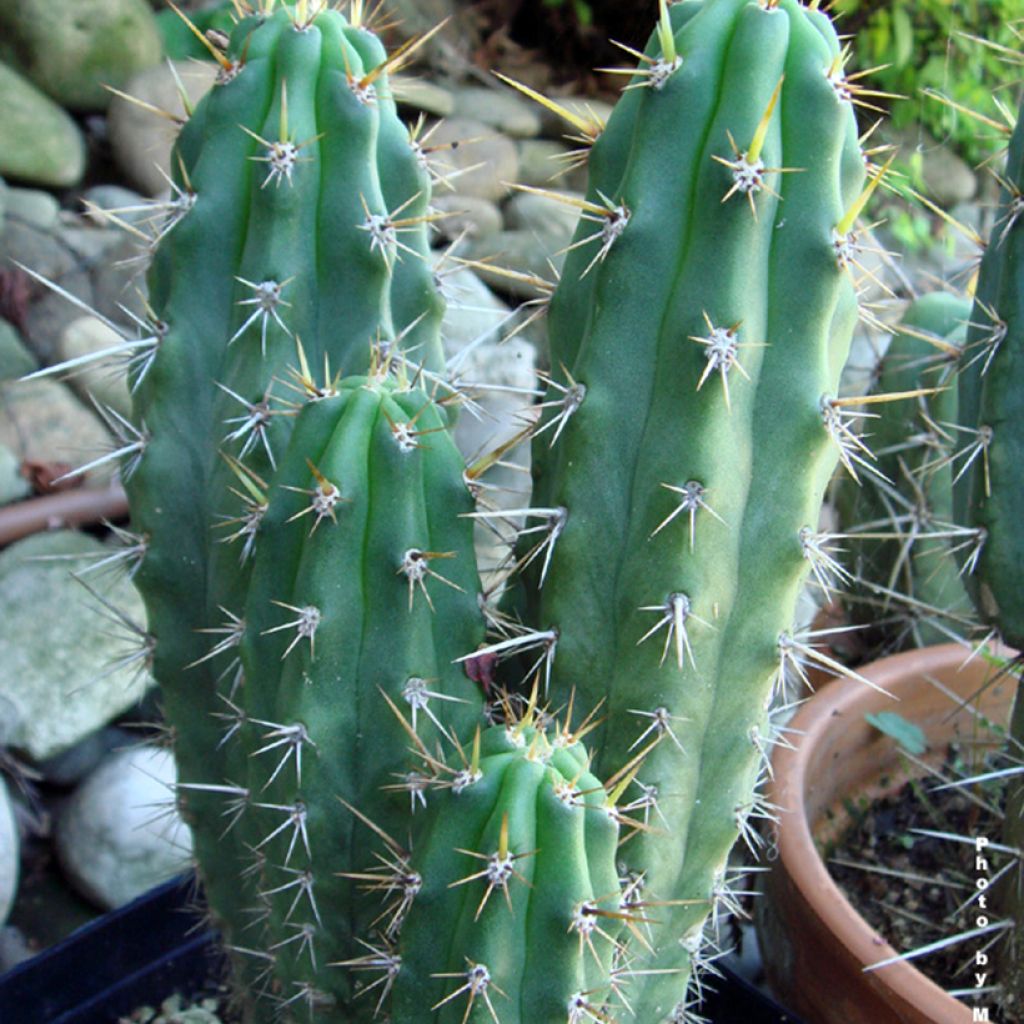 Trichocereus cuzcoensis - Cactus cierge