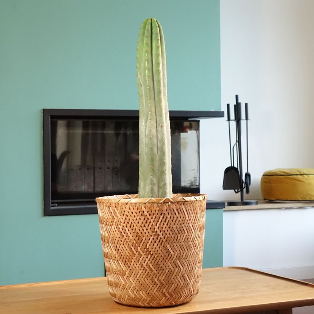 Cactus San Pedro - Trichocereus pachanoi