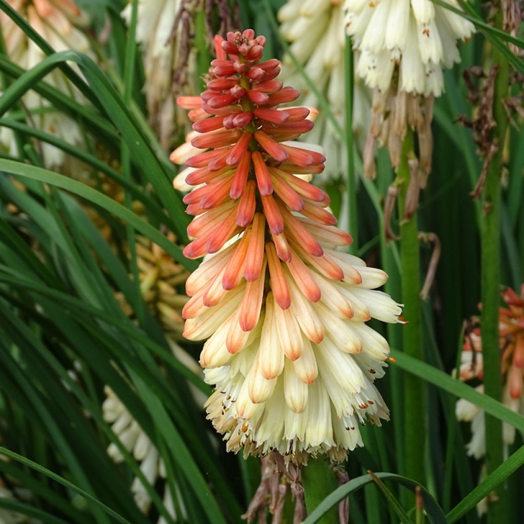 Kniphofia uvaria Orange Vanilla Popsicle