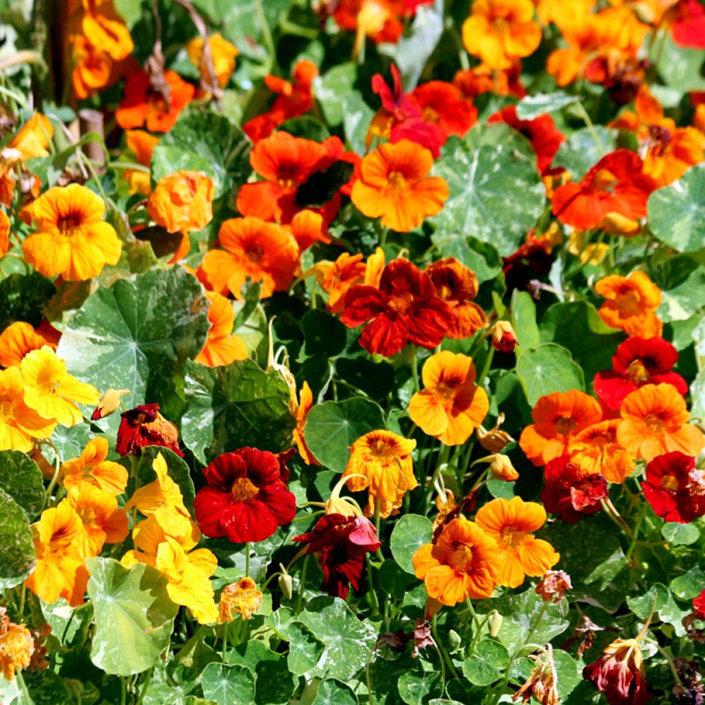 Capuchina Jewel of Africa