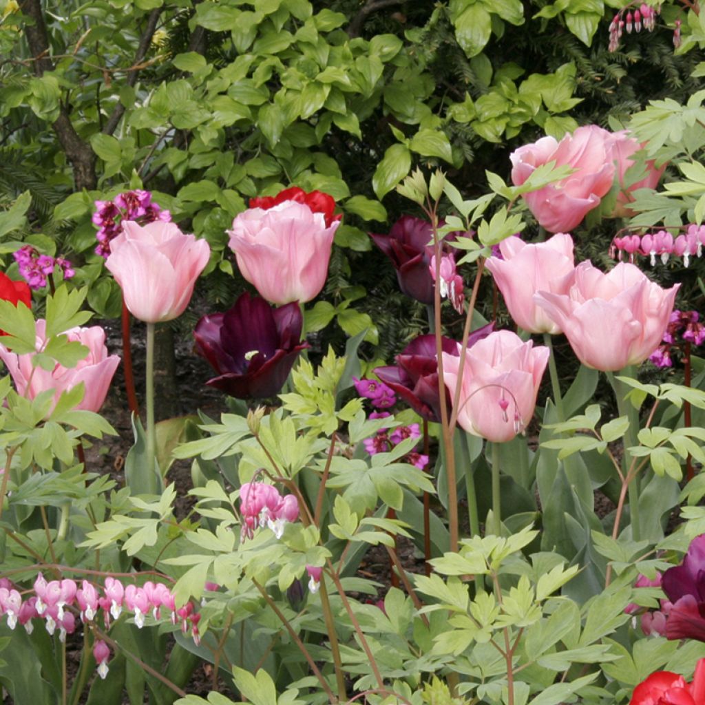 Tulipán Triunfo Beauty Queen