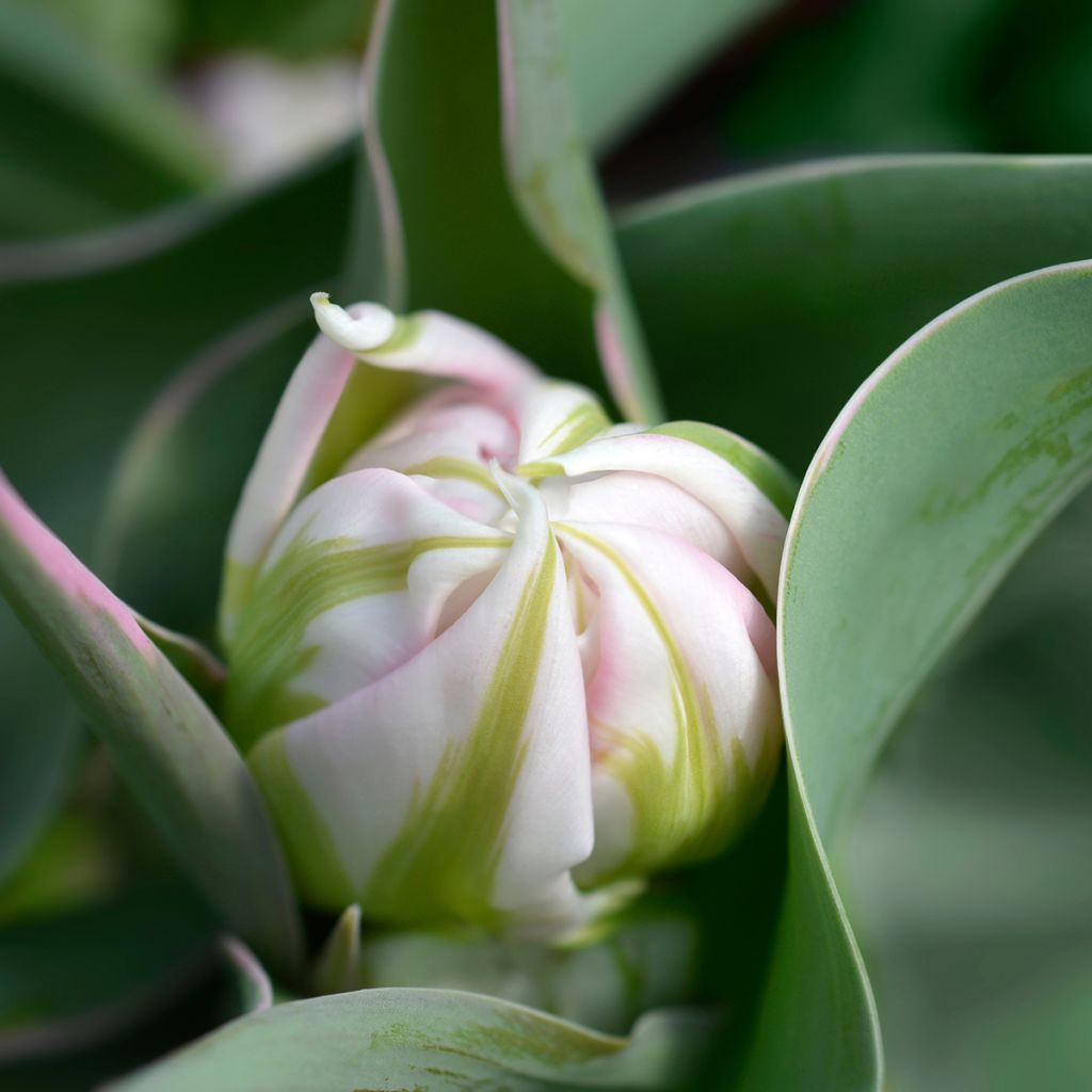 Tulipán doble de flor temprana Flashpoint