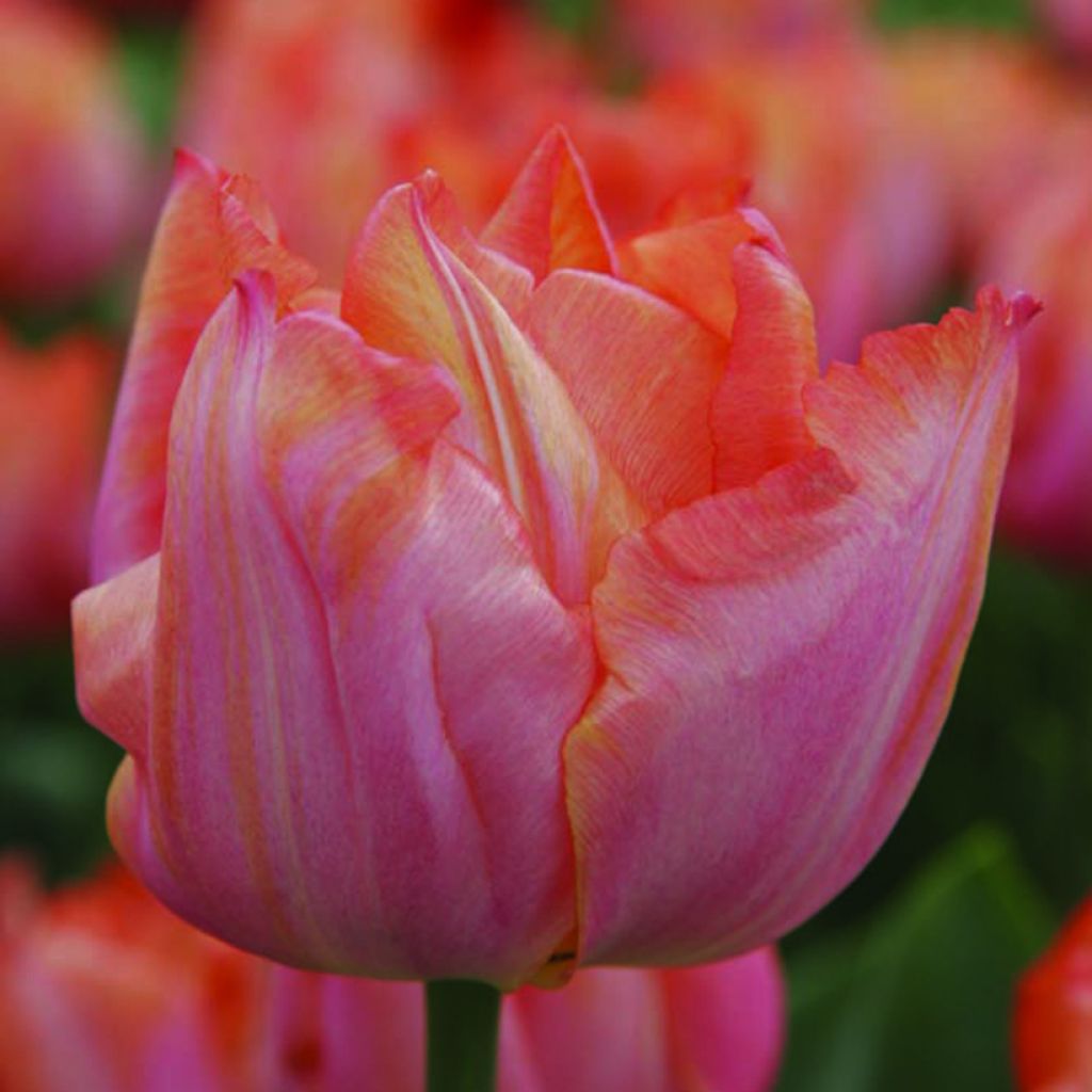 Tulipán Triunfo Jochem