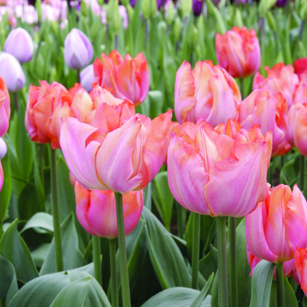 Tulipán Triunfo Jochem