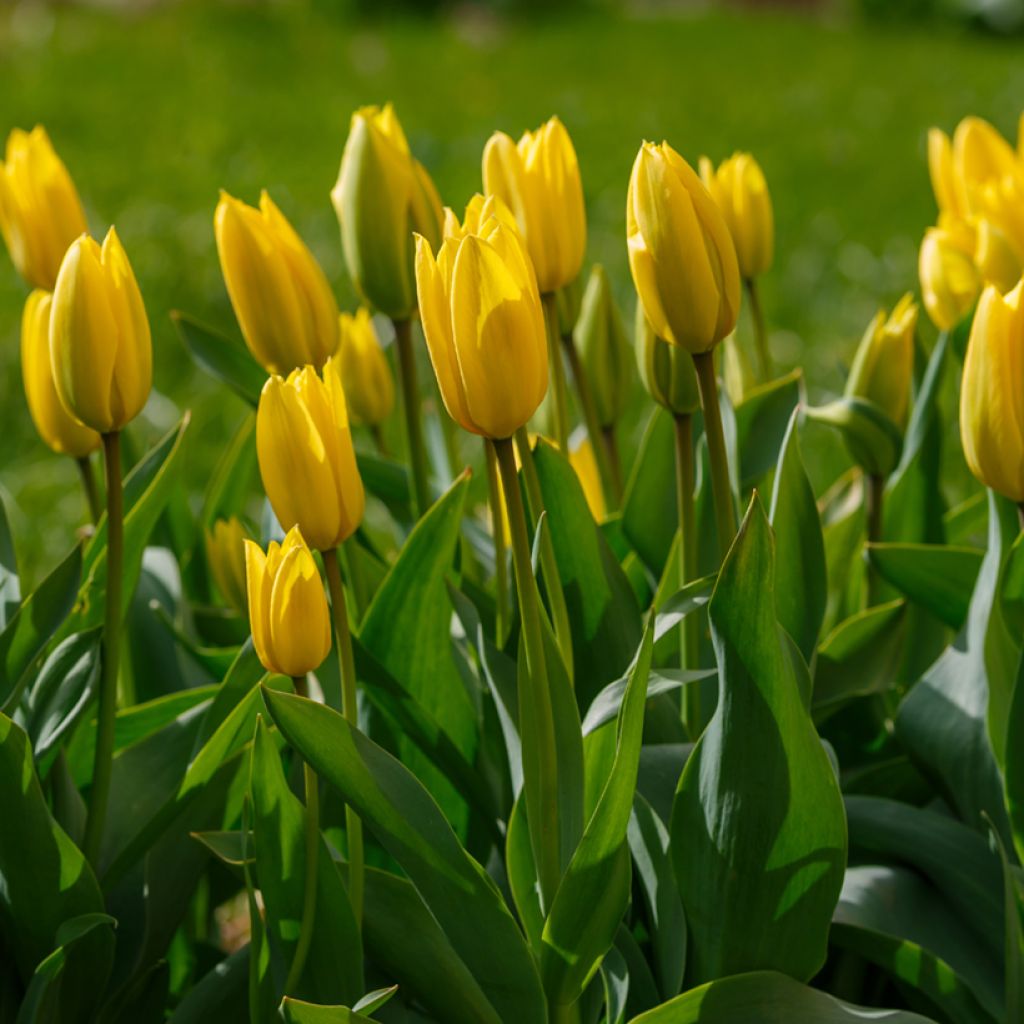 Tulipán Triunfo Bellona