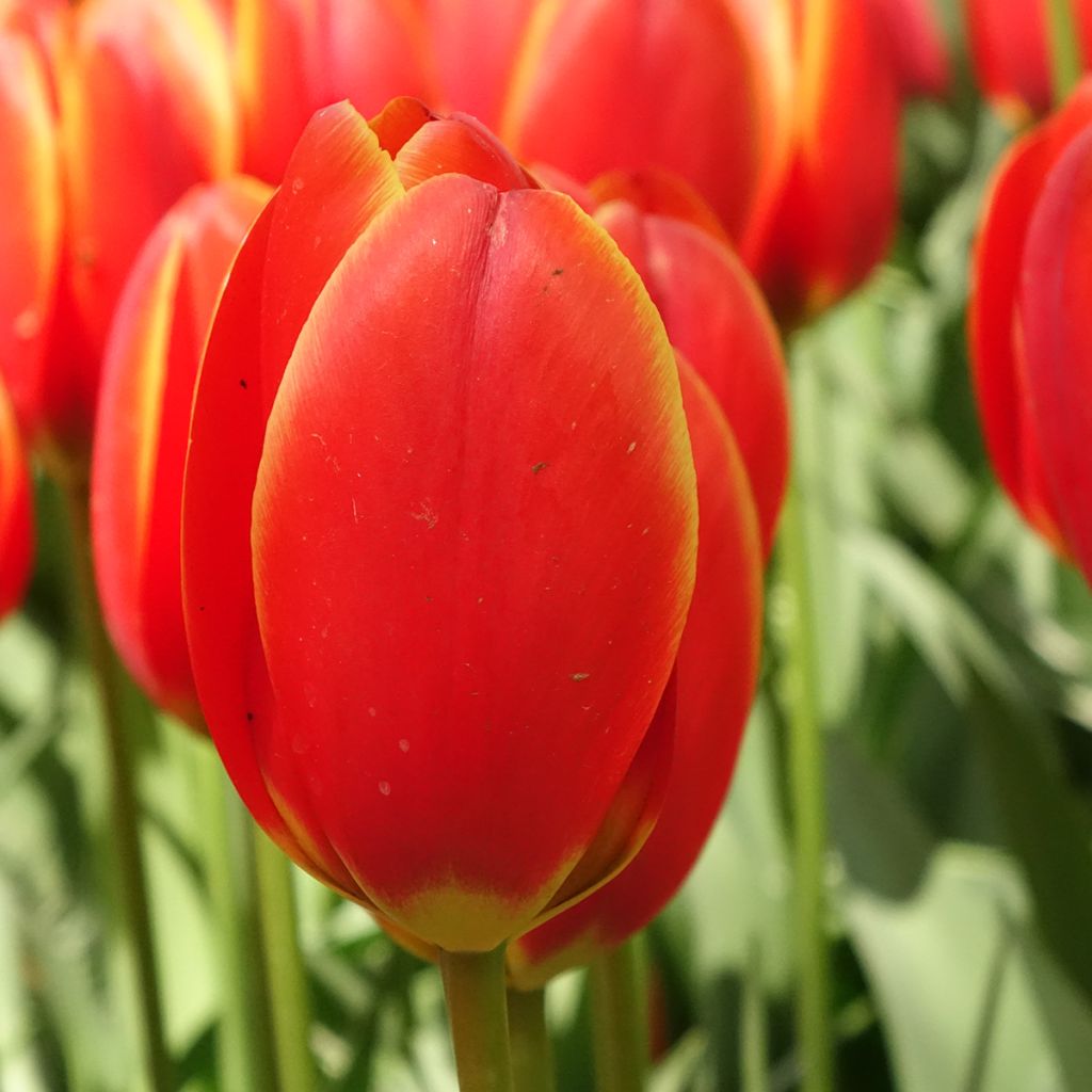 Tulipán híbrido Darwin World's Favourite