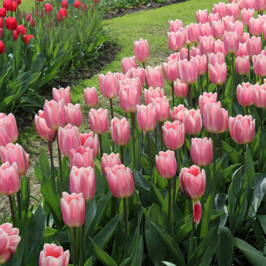 Tulipán híbrido Darwin Apricot Delight
