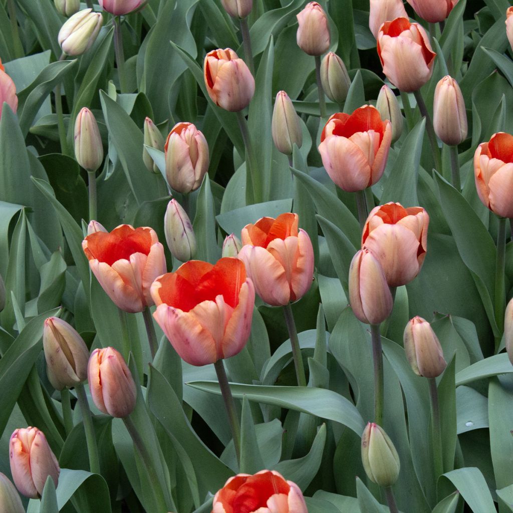 Tulipán híbrido Darwin Apricot Impression