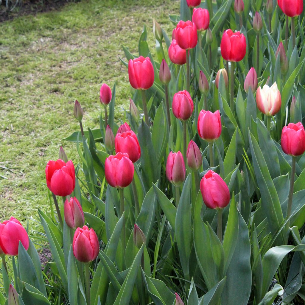 Tulipán híbrido Darwin Cherry Delight