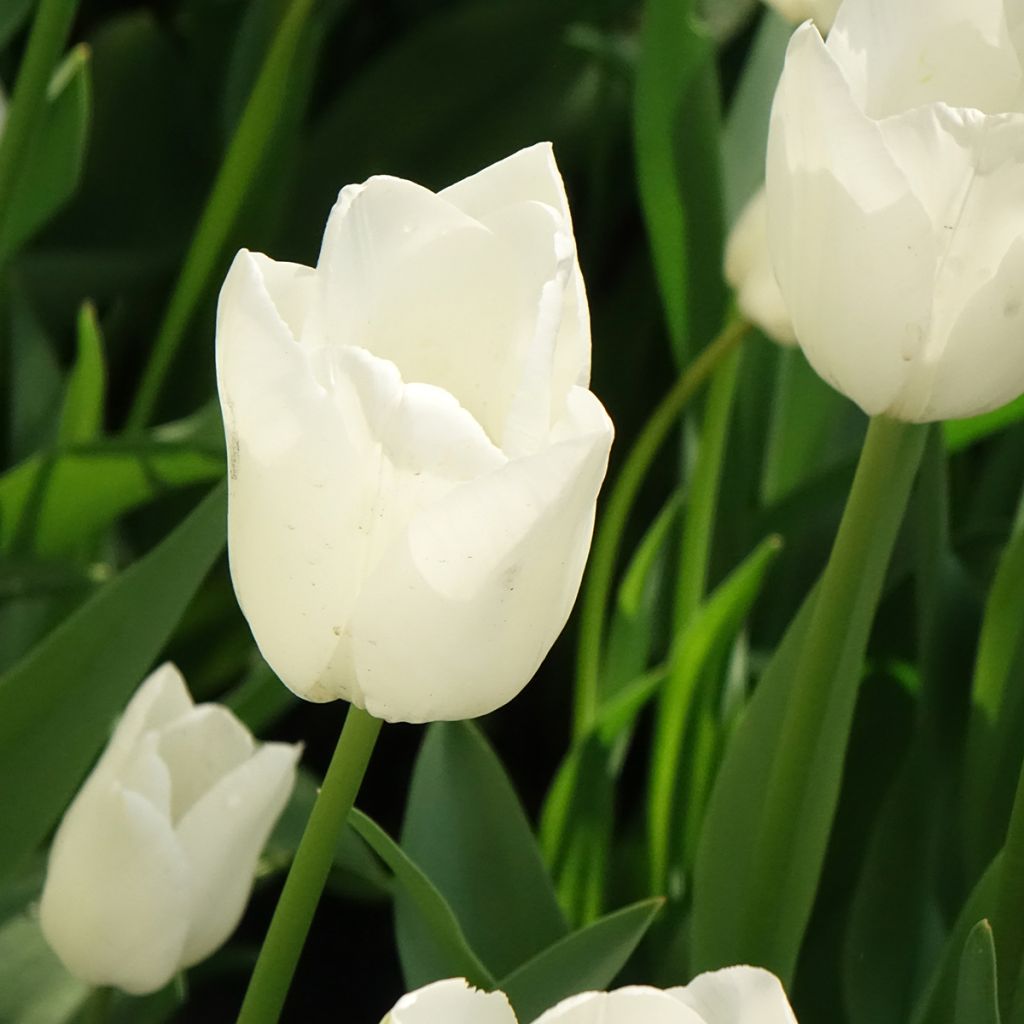 Tulipán híbrido Darwin Hakuun