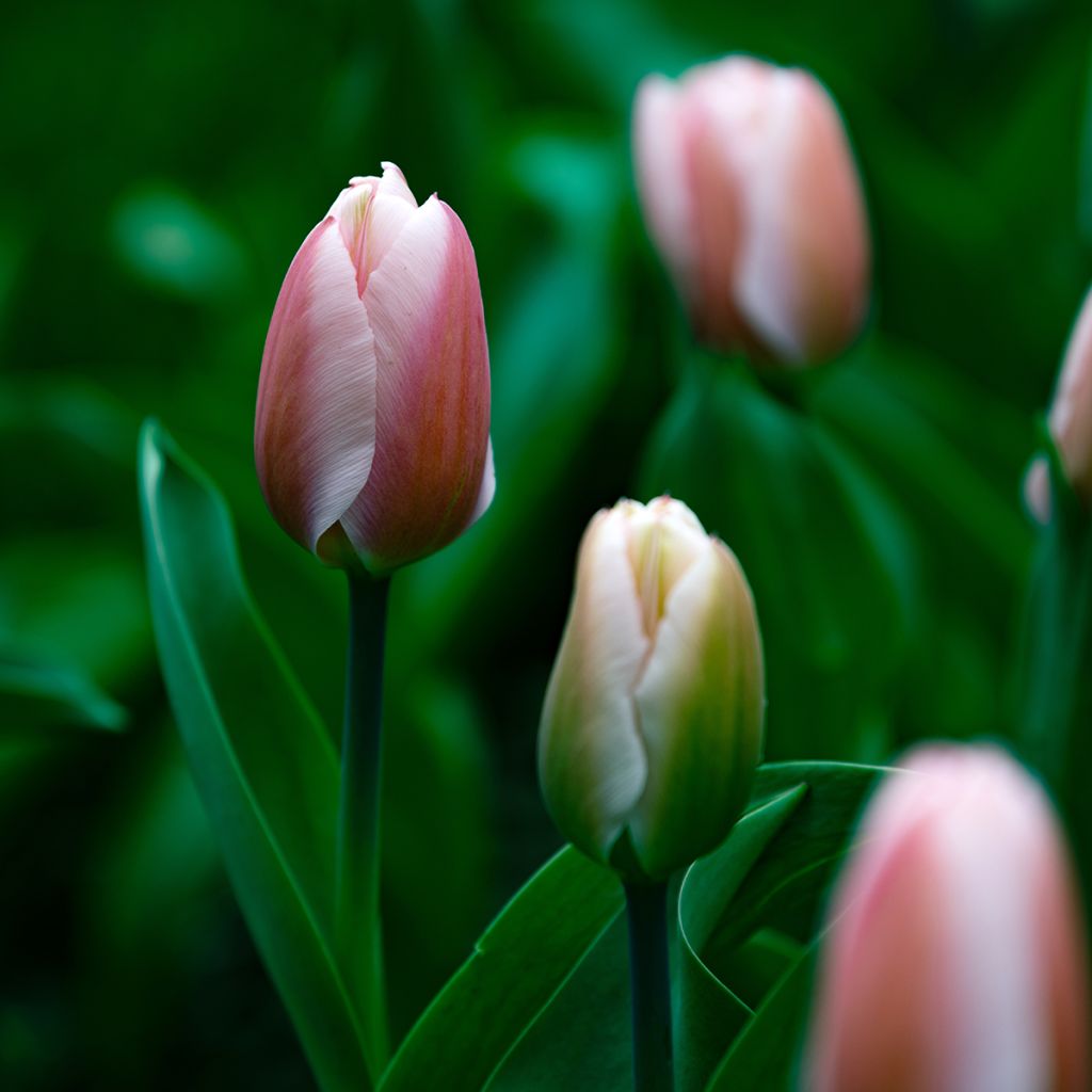 Tulipán híbrido Darwin Royal Pride