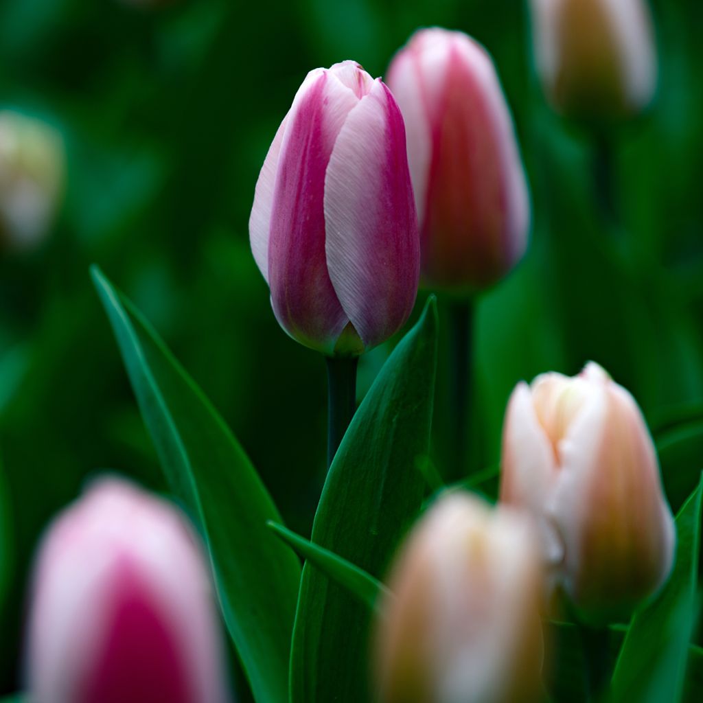 Tulipán híbrido Darwin Royal Pride