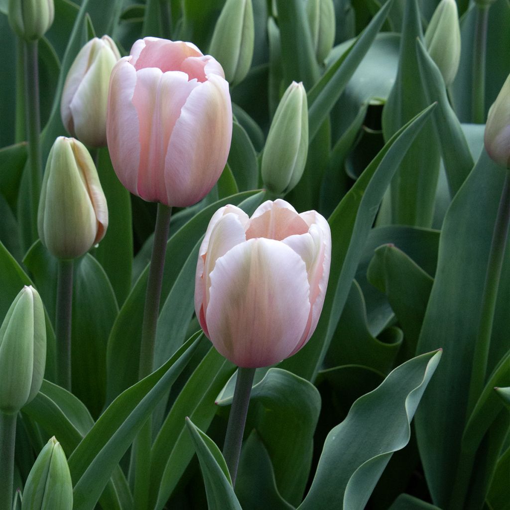 Tulipán híbrido Darwin Salmon Impression
