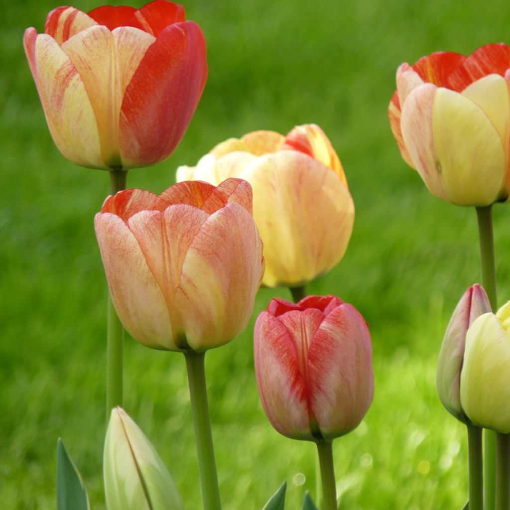 Tulipa Silverstream - Tulip