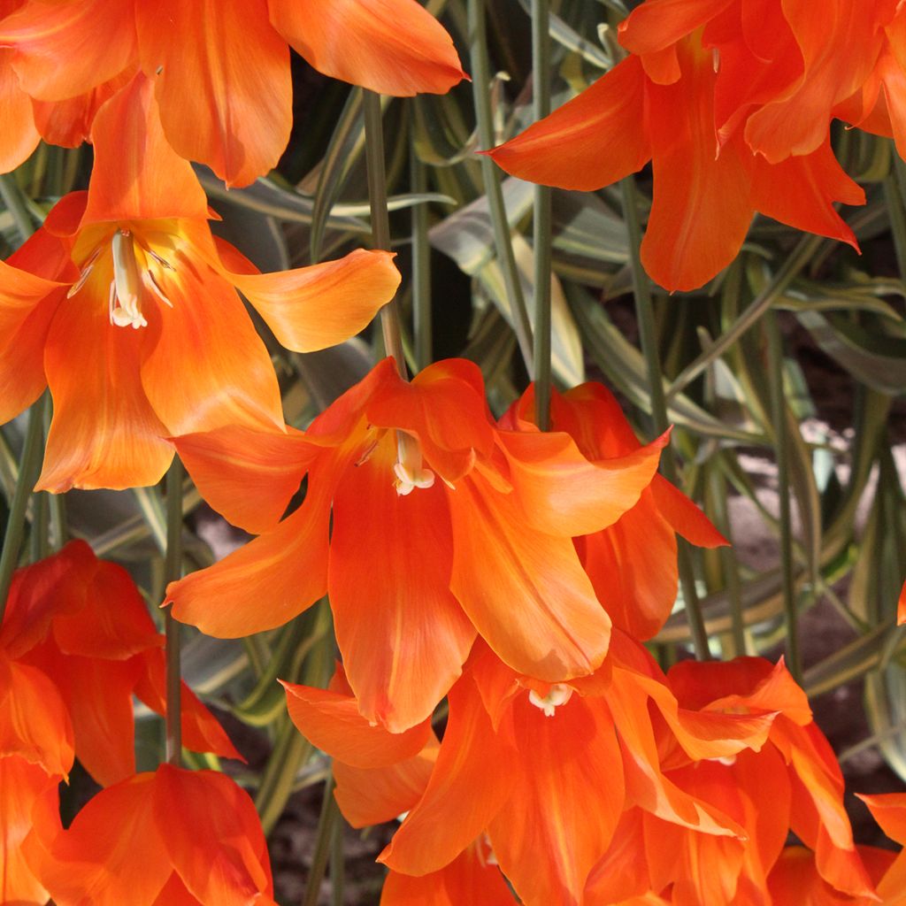 Tulipán flor de lis Ballerina