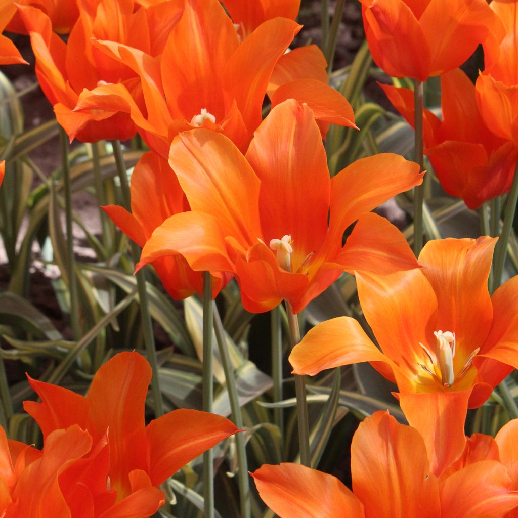 Tulipán flor de lis Ballerina