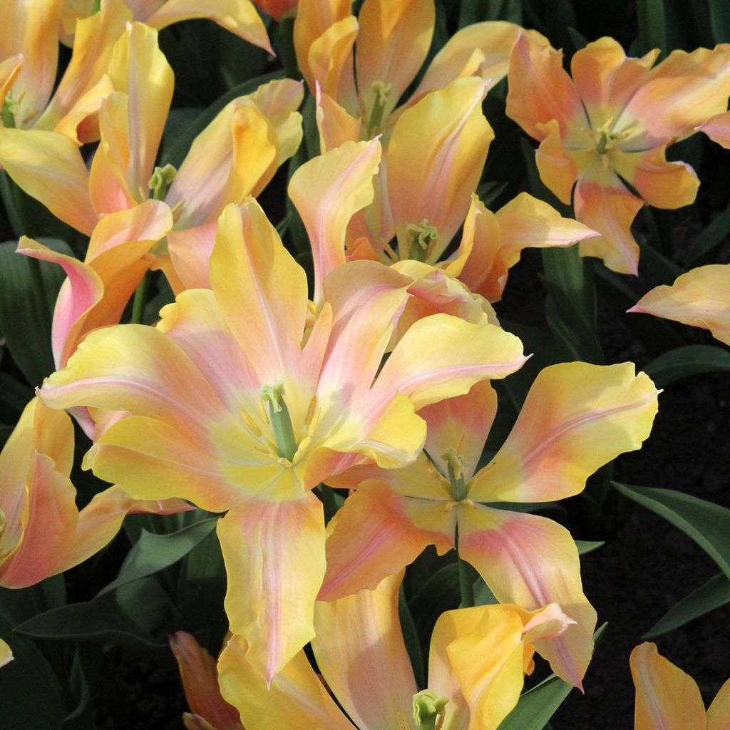 Tulipán flor de lis Marianne