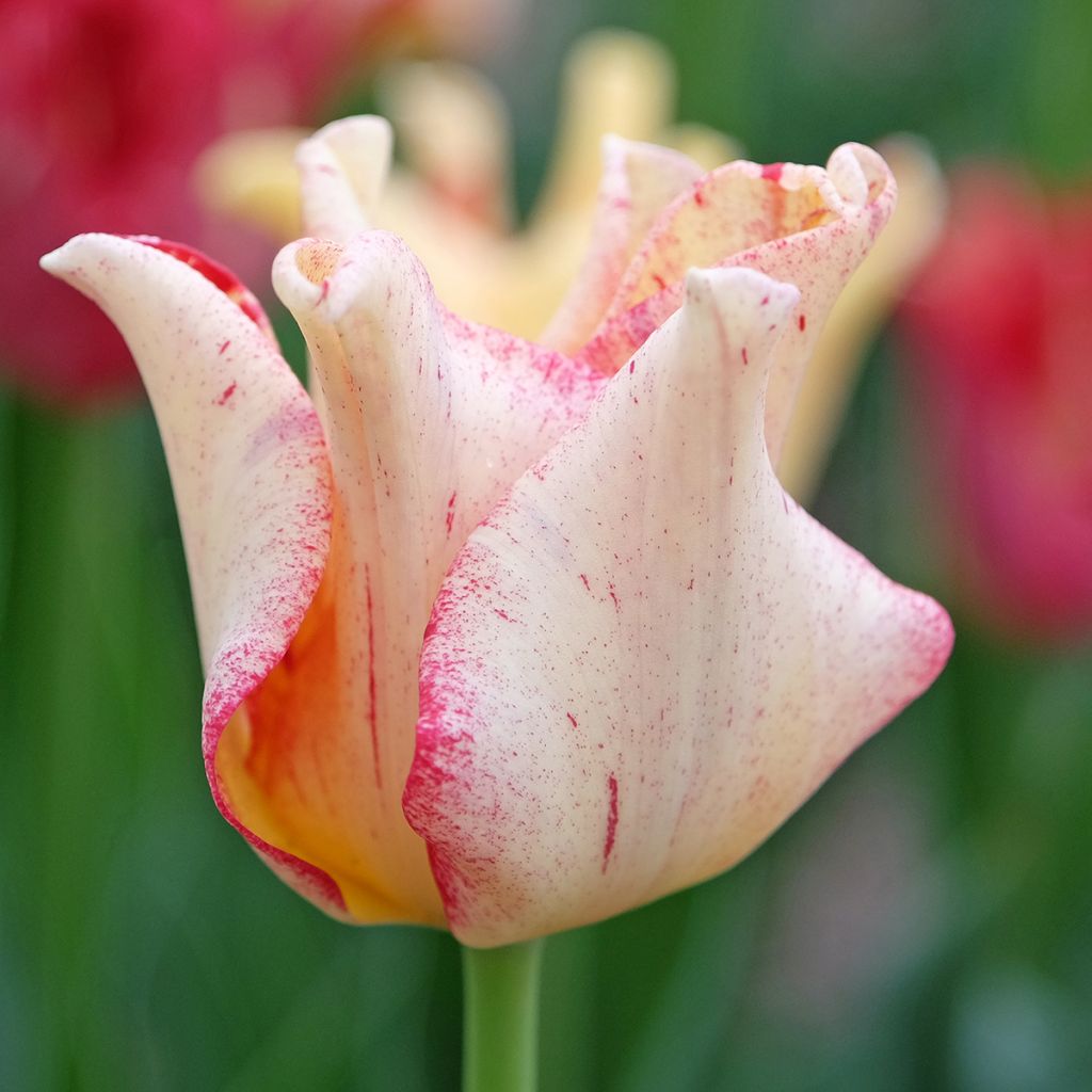 Tulipán Coronet  Striped Crown
