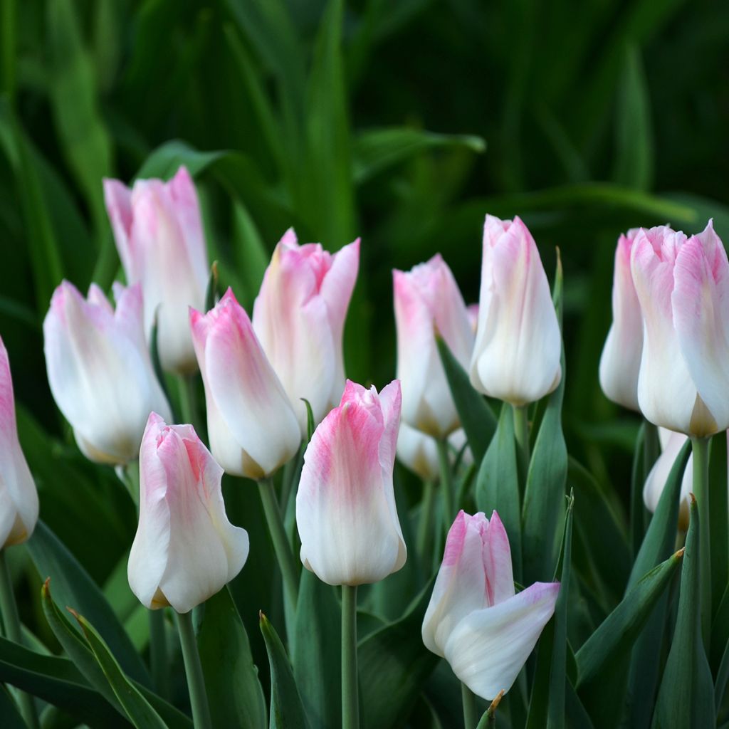 Tulipán Triunfo Kyoko Takahashi