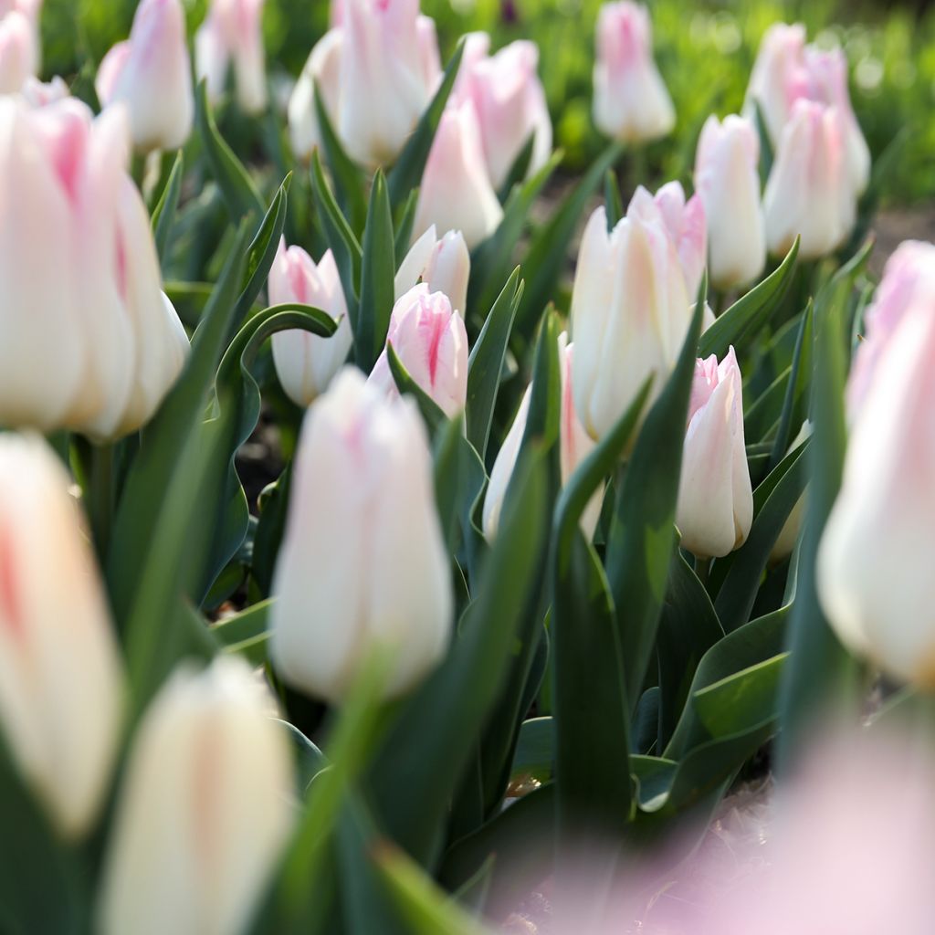 Tulipán Triunfo Kyoko Takahashi