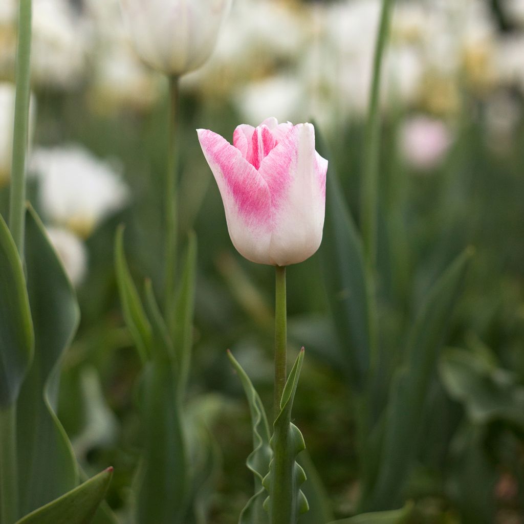 Tulipán Triunfo Kyoko Takahashi