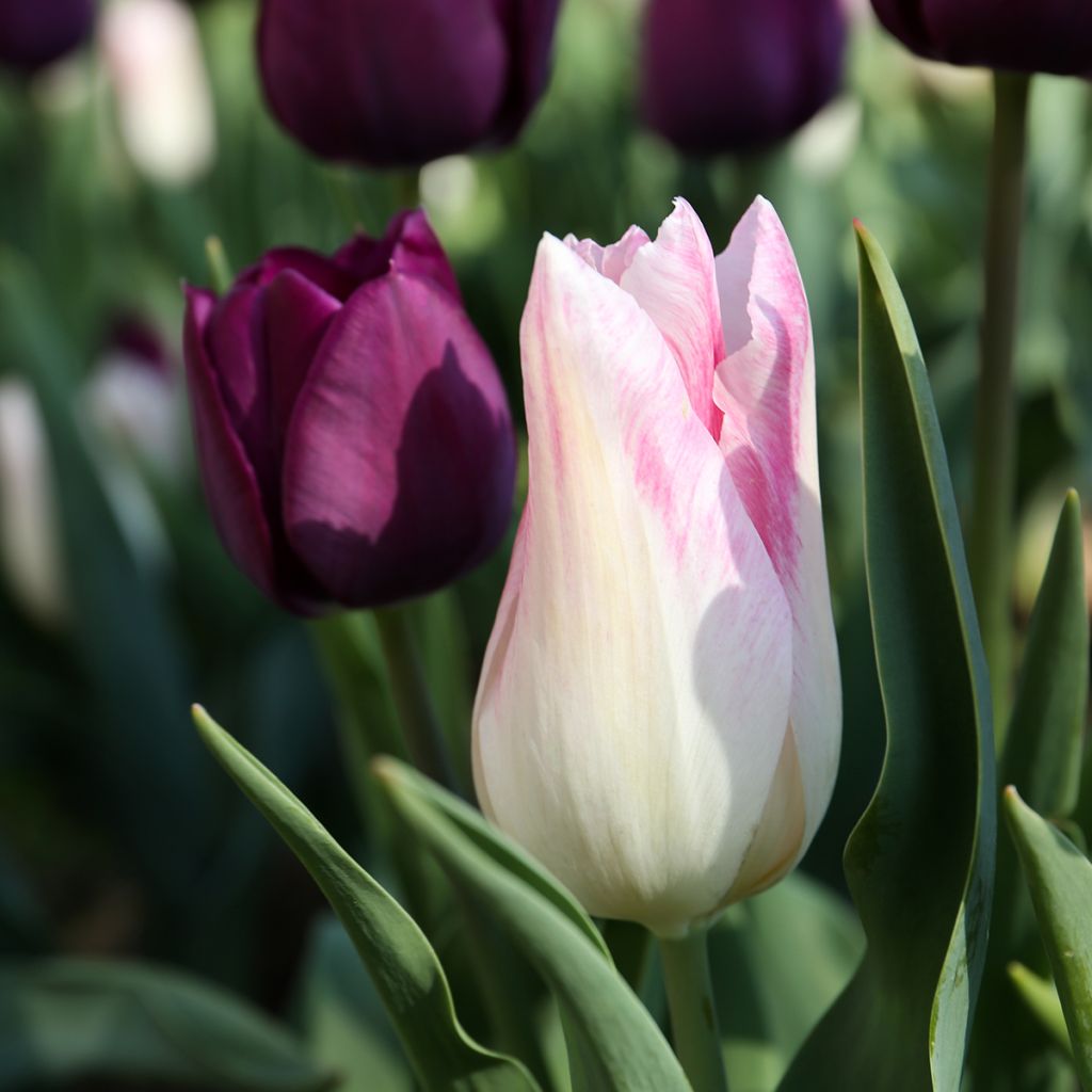 Tulipán Triunfo Kyoko Takahashi
