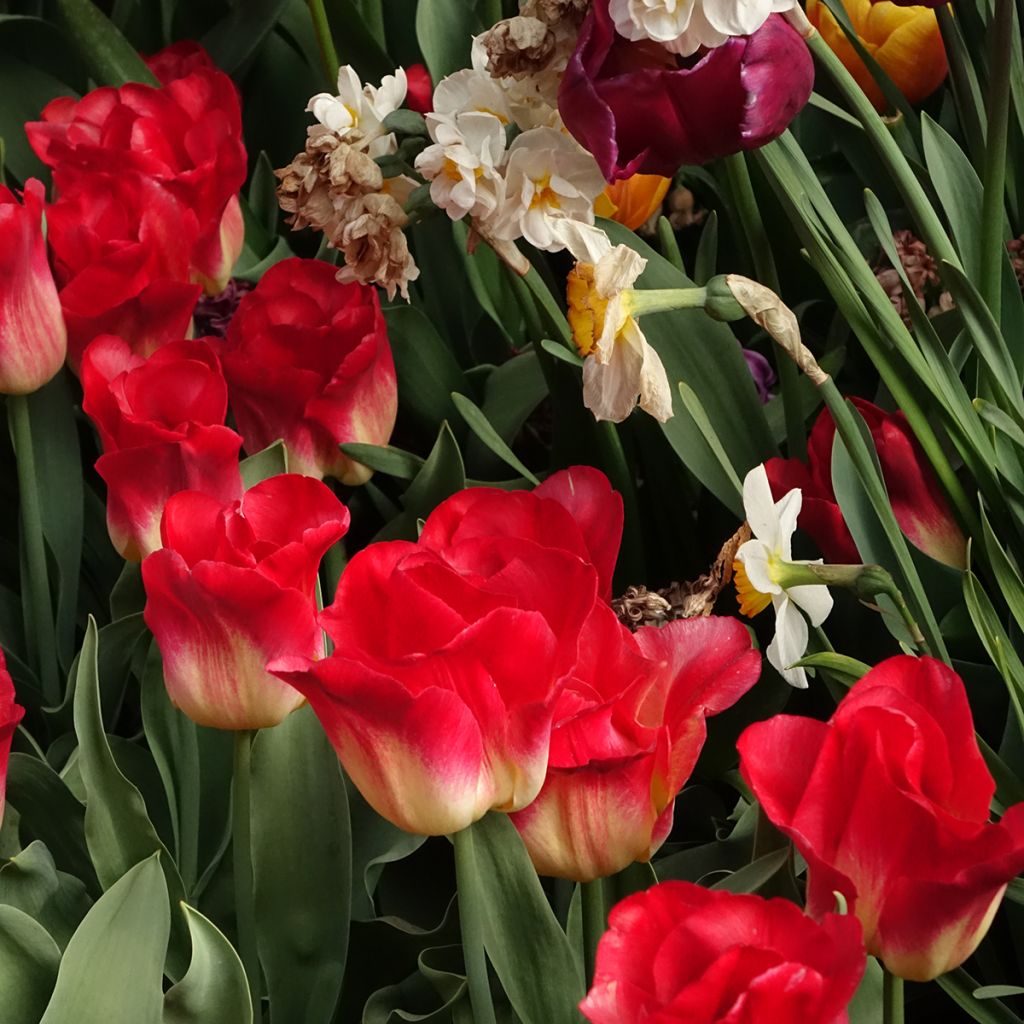 Tulipán Triunfo Match
