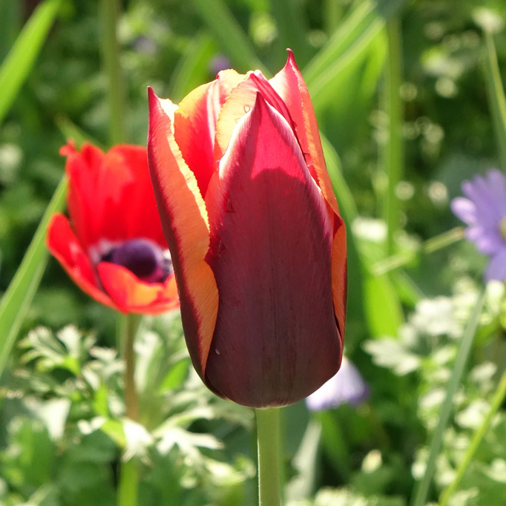 Tulipán Triunfo Muvota