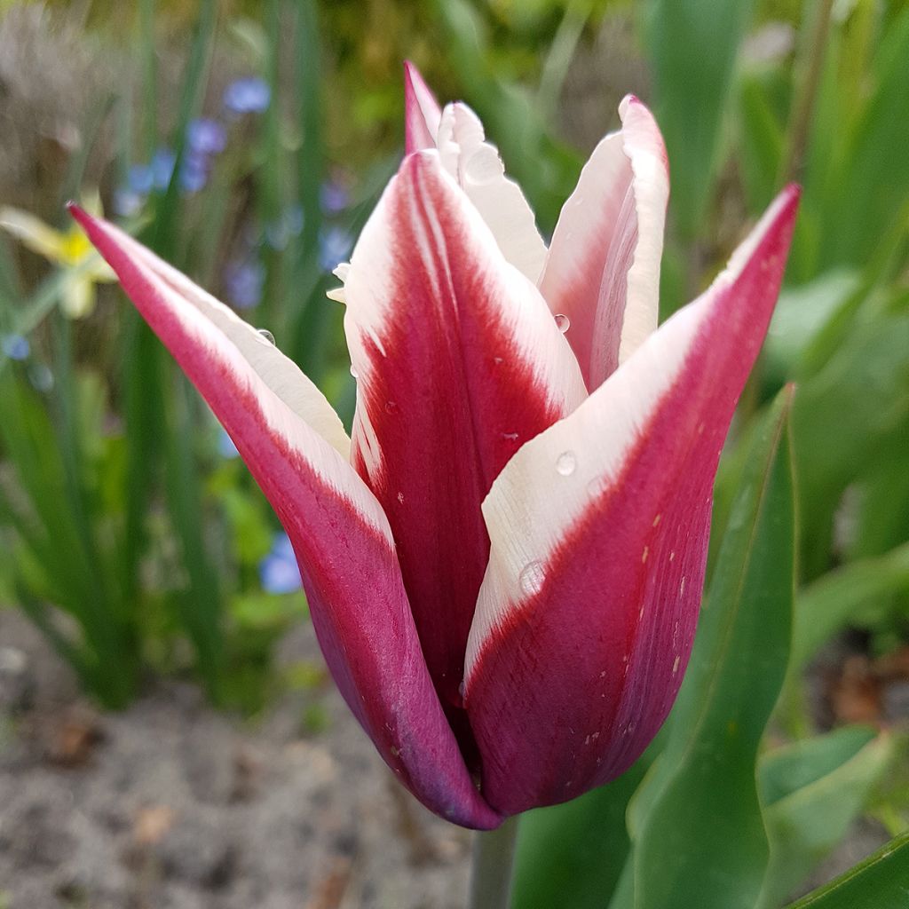 Tulipán Triunfo Rajka