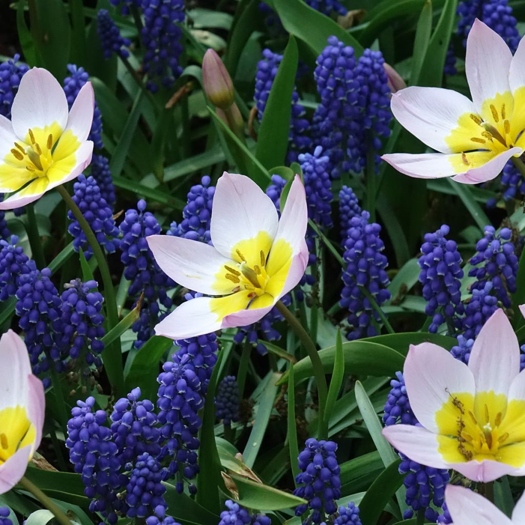 Tulipa bakeri Lilac Wonder