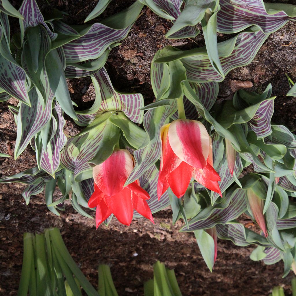 Tulipa greigii Plaisir