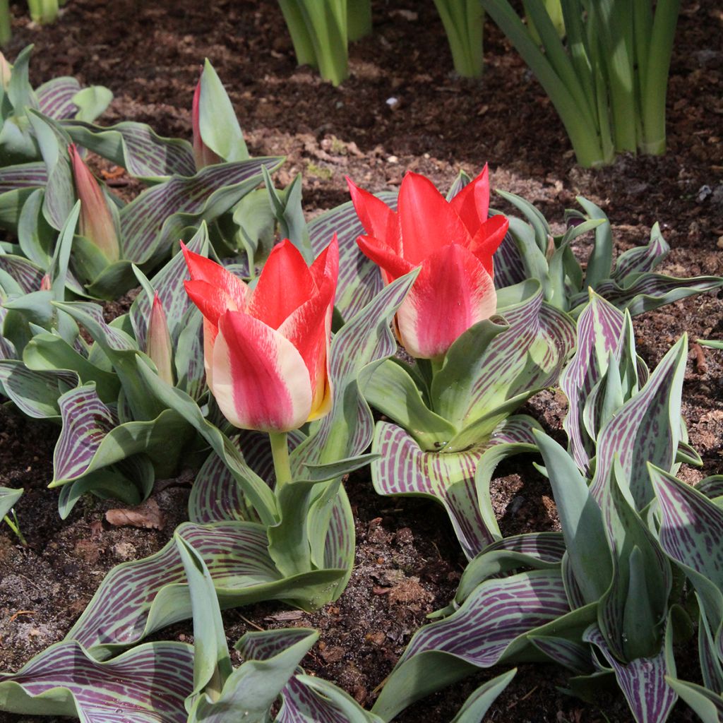 Tulipa greigii Plaisir