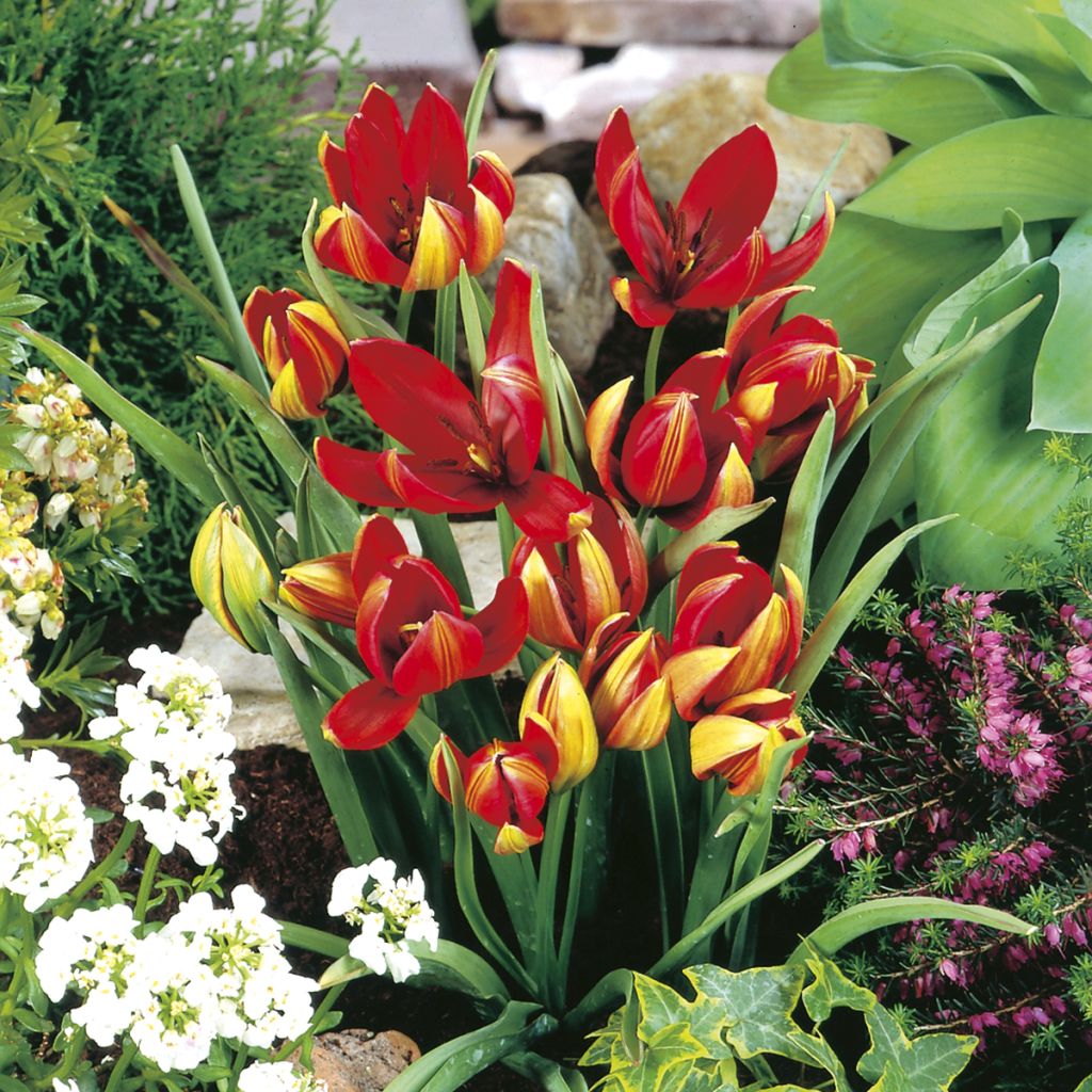 Tulipa hageri - Tulipan botánico