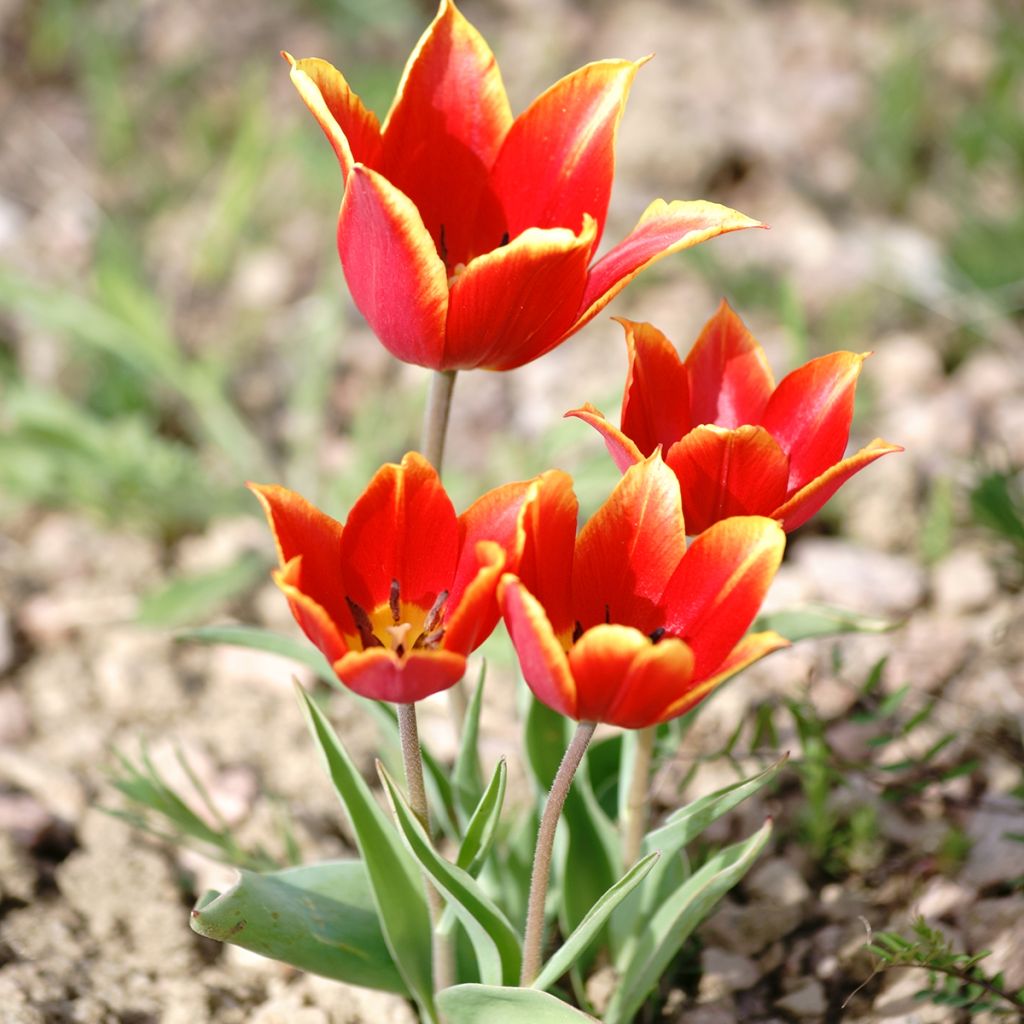 Tulipa schrenkii - Tulipan botánico