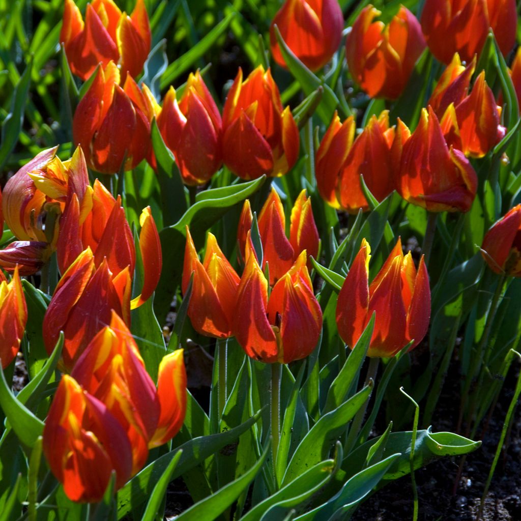 Tulipa schrenkii - Tulipan botánico