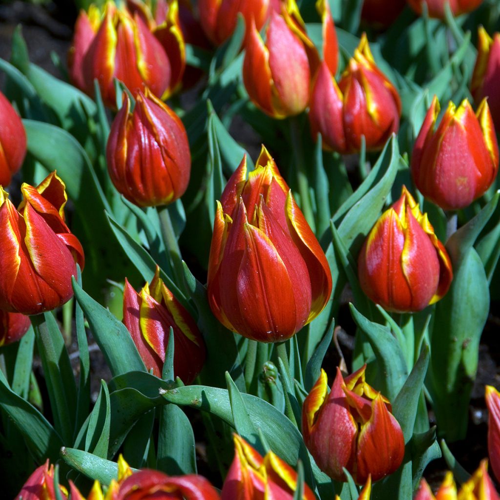 Tulipa schrenkii - Tulipan botánico