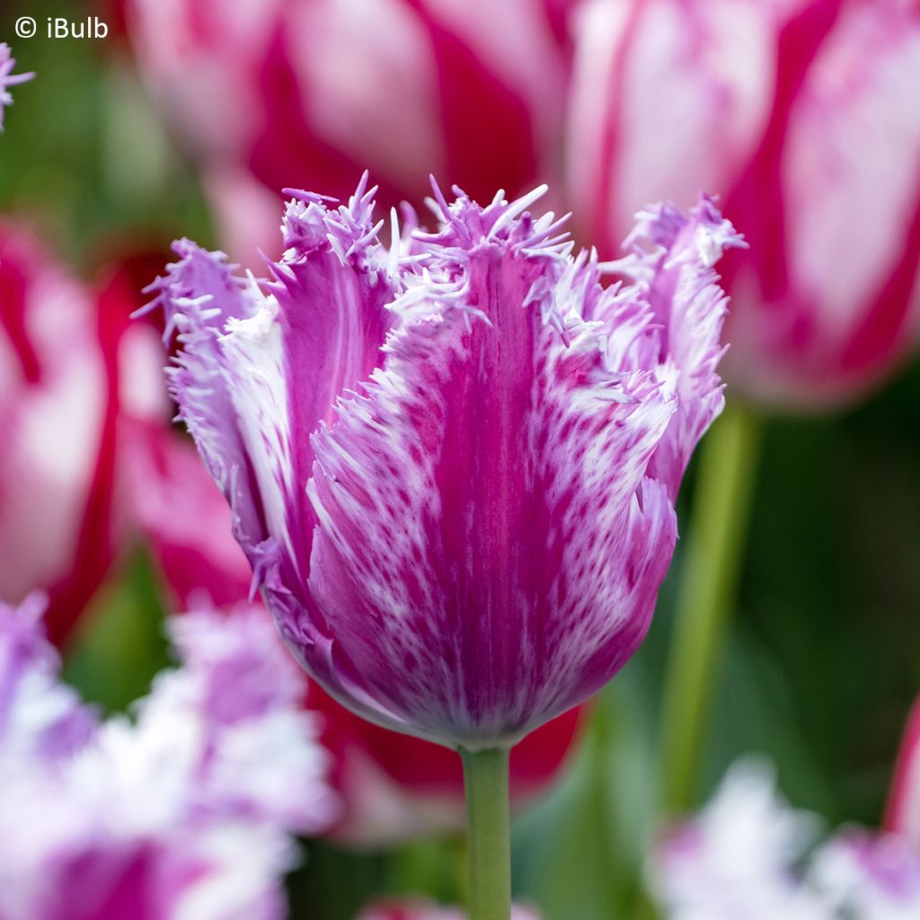 Tulipán dentado Purple Circus
