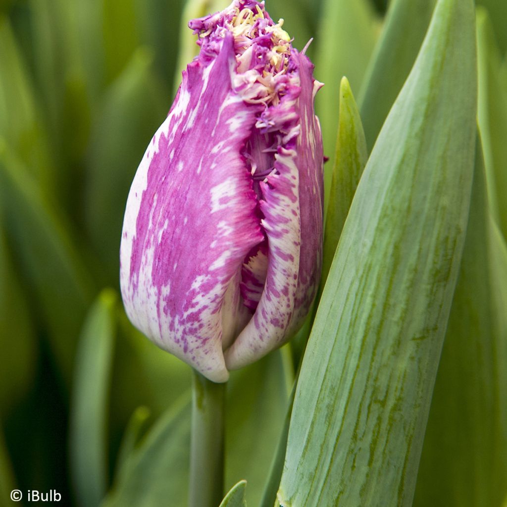 Tulipán dentado Purple Circus