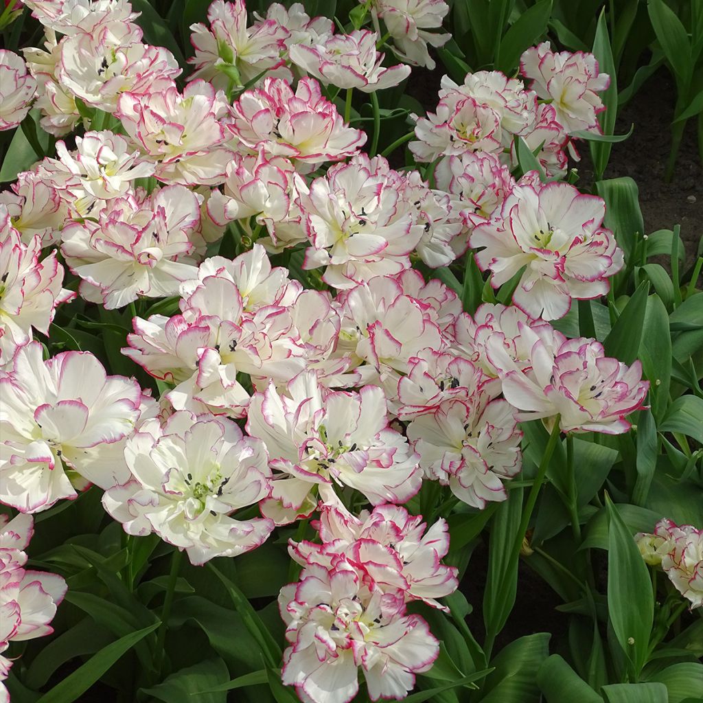 Tulipán doble de flor temprana Belicia