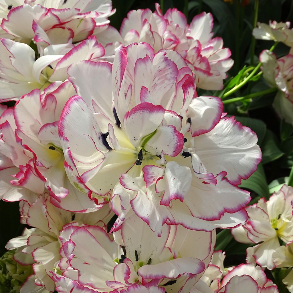 Tulipán doble de flor temprana Belicia